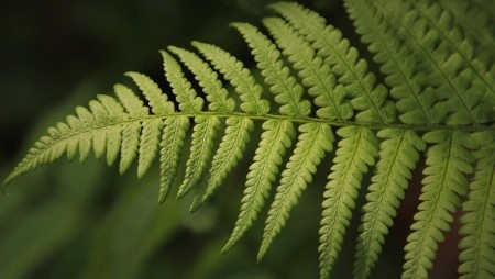 Dauntless Phobias Treatment Sacramento - Green fern leaf