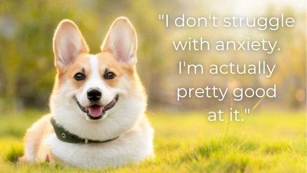 Smiling corgi in a field with quote: “I don't struggle with anxiety. I'm actually pretty good at it.”
