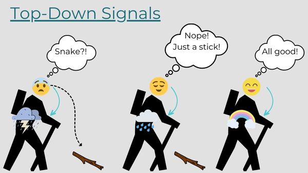 Top-Down Signals Infographic