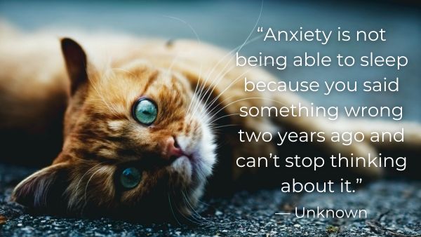 Anxious cat looking at you with quote: “Anxiety is not being able to sleep because you said something wrong two years ago and can’t stop thinking about it.” — Unknown