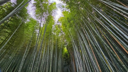 Evidence Based Anxiety Treatment Sacramento - Image of Bamboo stalks and the sky peeking through