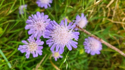 Dauntless Anxiety Counseling Sacramento - Support for Parents of Anxious Kids - Image of delicate purple flowers in green grass