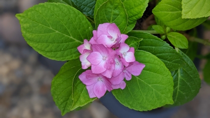 Dauntless OCD Counseling Sacramento - Image of a purple hydrangea blossom surrounded by green leaves