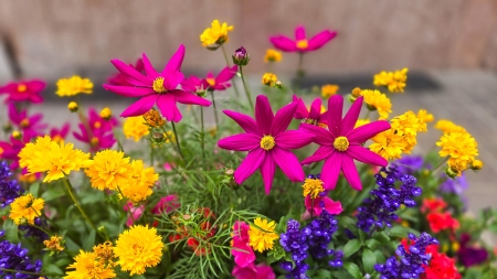 Dauntless Panic Counseling Sacramento - Image of brightly colored, cheerful flowers
