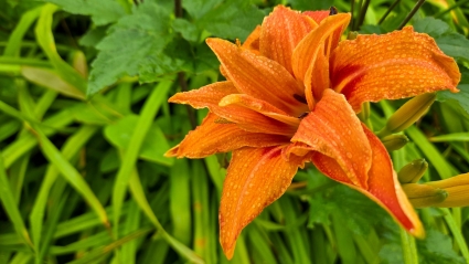 Dauntless Phobia Counseling Sacramento - Image of a bright orange flower covered in dew drops with bright green leaves