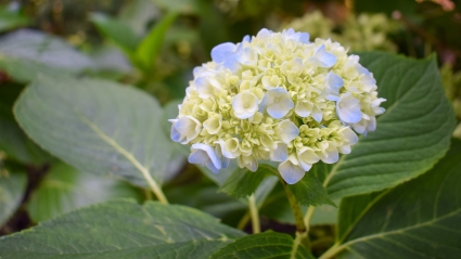 Dauntless Anxiety Counseling Sacramento Rates - Image of a blue and white hydrangea blossom