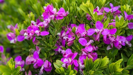 Dauntless Anxiety Therapy Sacramento About - Image of purple flowers amid bright green leaves