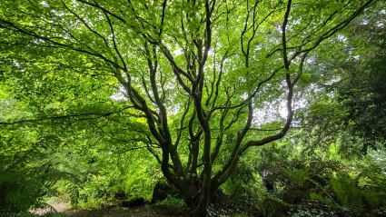 Dauntless Anxiety Counseling Sacramento About - Image of a Japanese maple with bright green leaves