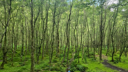 Dauntless Anxiety Counseling Sacramento Resources - Image of a verdant forest with numerous green saplings