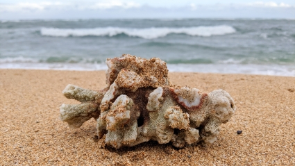 Dauntless Counseling Anxiety & OCD Services - Image of a piece of coral in the sand on the beach