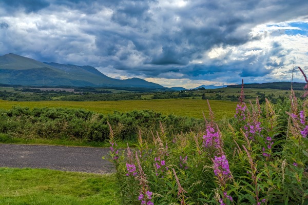 Dauntless OCD Counseling Sacramento - Image of purple flowers in front of a green field and hills with a stormy sky
