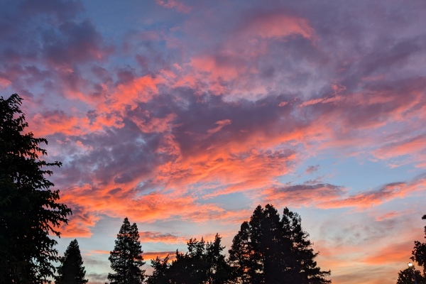 SPACE Treatment Services - Image of a brilliant pink sunset with trees silhouetted in the foreground